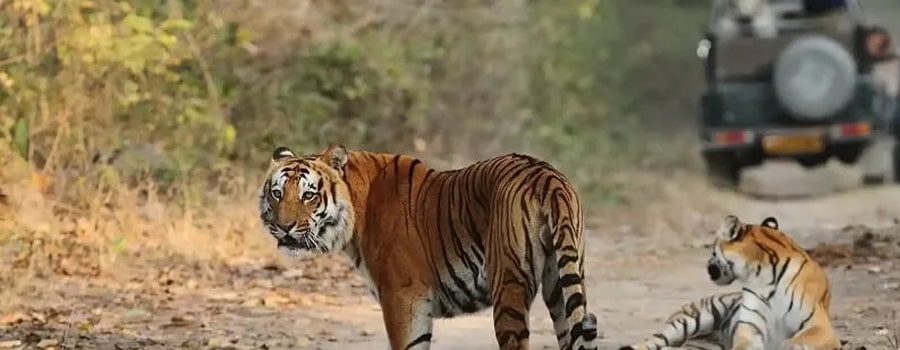 Best Resorts Near Dhikala Zone Jim Corbett Best Resorts Near Dhikala Zone Jim Corbett